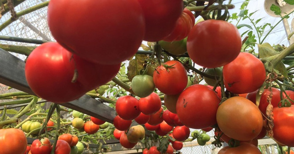 trồng rau trên sân thượng Cà chua