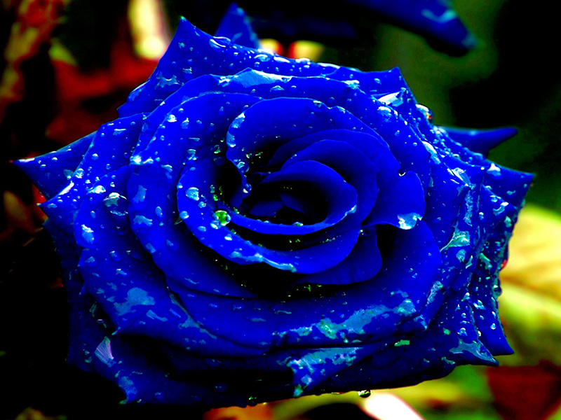 hoa hồng xanh bí ẩn