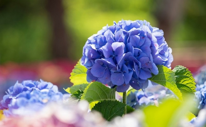 hoa cẩm tú cầu màu xanh